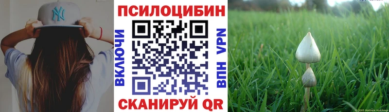 Купить  Судак  Галлюциногенные грибы Cubensis 